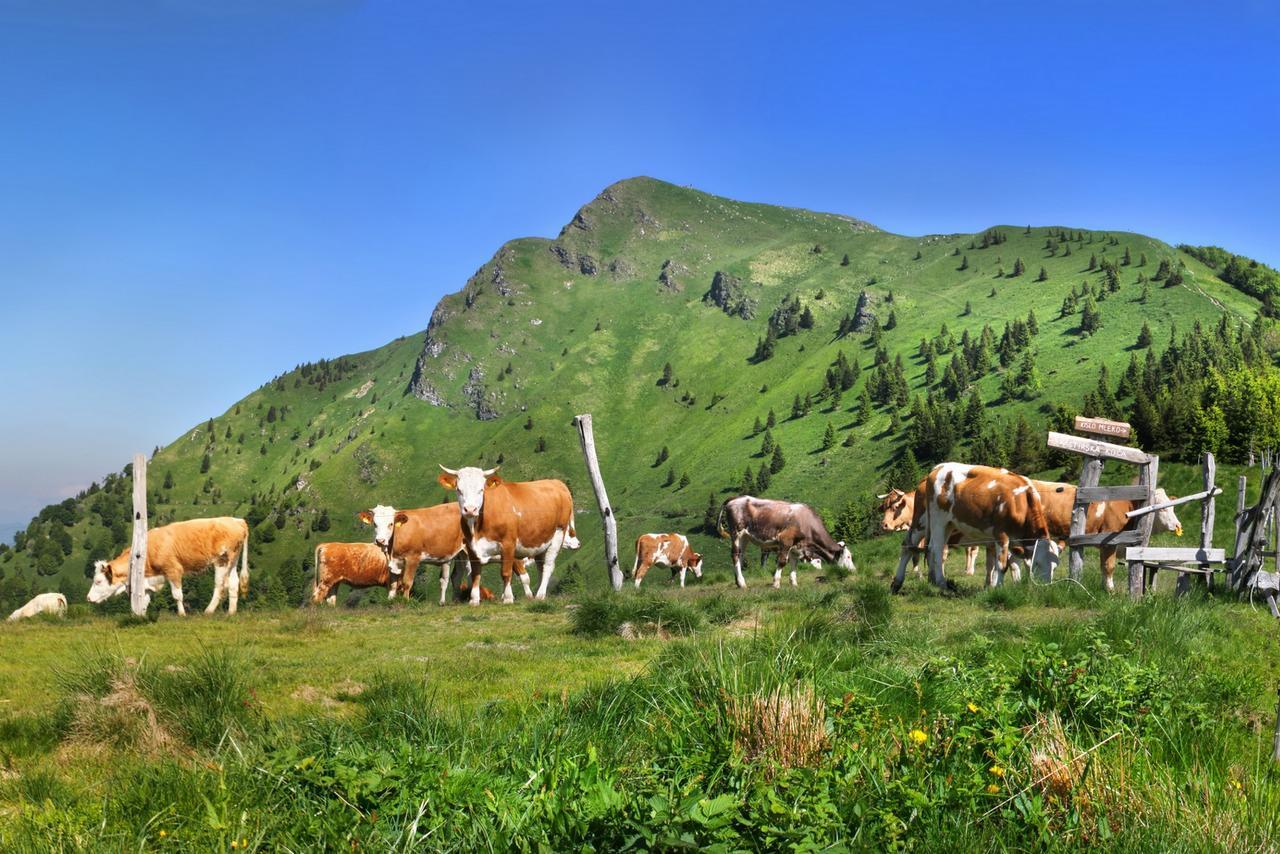 Alpska Perla Apartments Cerkno Εξωτερικό φωτογραφία